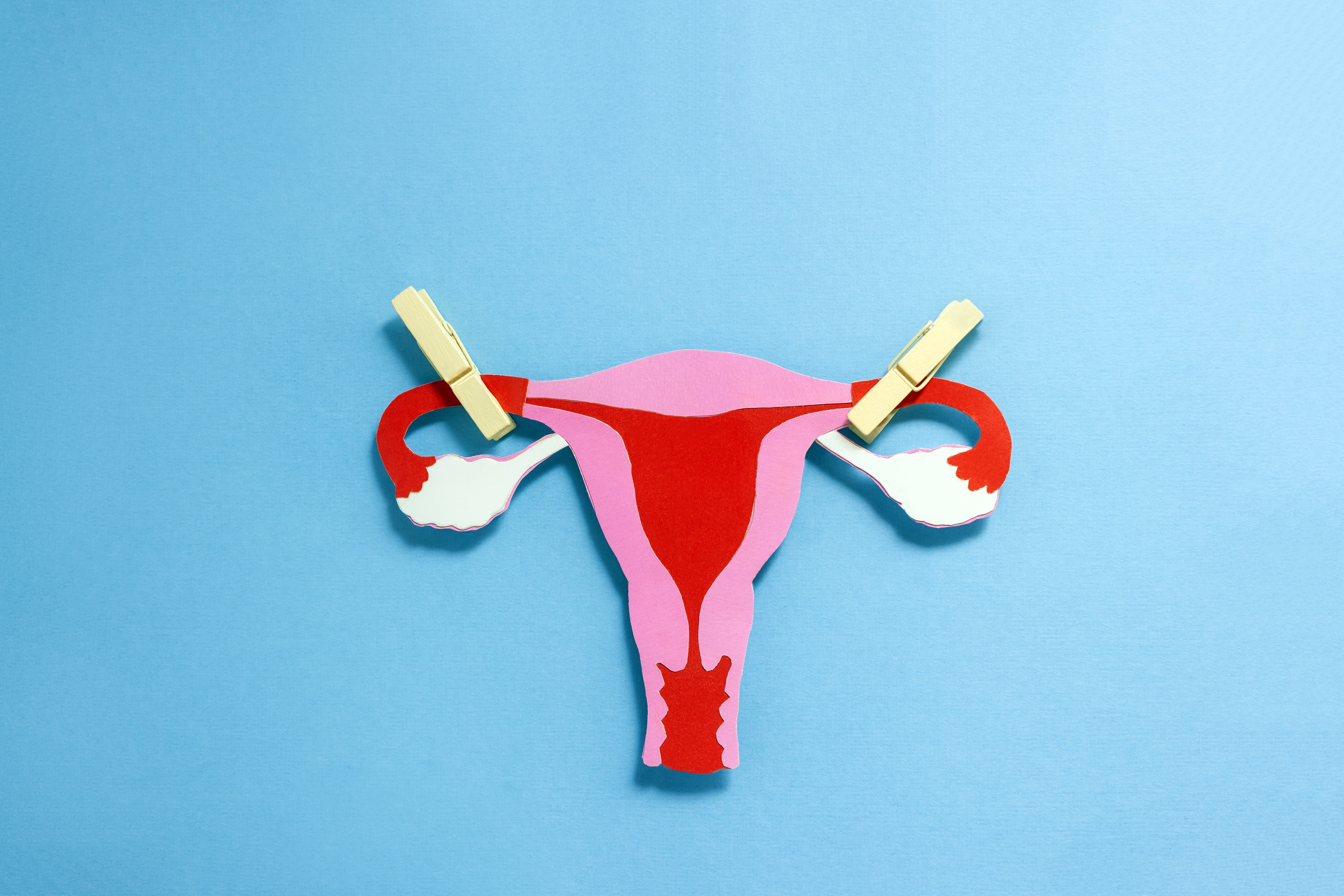 Paper,?ut,Made,Anatomical,Structure,Of,Female,Uterus,With,Clothes